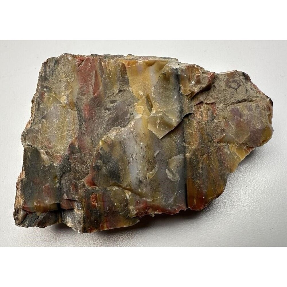 Arizona Rainbow Petrified Wood Rough Fossil Mineral Specimen Multicolor ~4”